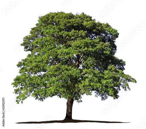 Photo: baum grün freigestellt baum grün freigestellt