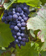 Foto: bunch of red grapes bunch of red grapes