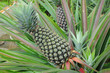 Pineapple Plants In The Plantation