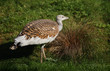 Portrait of a Great Bustard