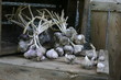 Ail violet en bottes - Allium sativum