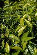 Feuille de thé à Madagascar Feuille de thé à Madagascar