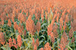 Sorghum, Mohrenhirse (Sorghum bicolor) Sorghum, Mohrenhirse (Sorghum bicolor)