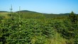 Tannenbaumplantage