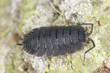 Woodlouse, extreme close-up with high magnification