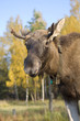 baby elk