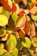 Herbstlaub der Felsenbirne, Amelanchier, Altweibersommer