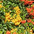 Feuerdorn, Pyracantha, dekorativer Zierstrauch