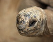 portrait de tortue géante
