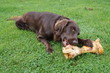 Dog with Bone