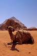 Dromedario del Wadi Rum
