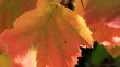 Die herbstlichen Blätter auf dem Wind Die herbstlichen Blätter auf dem Wind