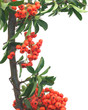 Pyracantha