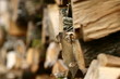 pile de bois pile de bois