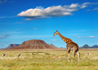 African safari