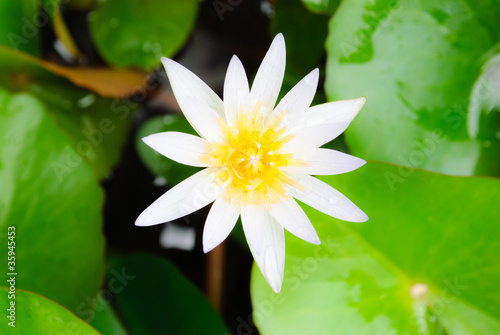 Photo: Closeup white lotus flower Closeup white lotus flower