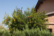 Albero di Melograno Albero di Melograno