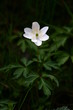 fleur