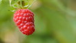 Red raspberry Red raspberry
