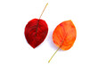 herbstblätter