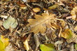 tapis de feuilles morte