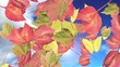 Autumn Leaves Falling Beautiful blue sky Autumn Leaves Falling Beautiful blue sky