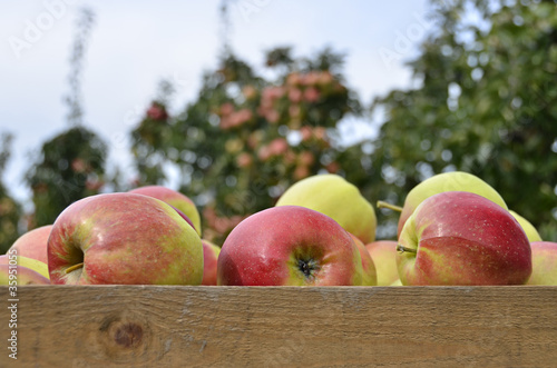 Foto: Geerntete Äpfel Geerntete Äpfel