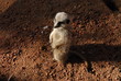 Suricate