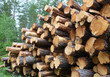 Photo: Pine Timber Logs Stacked for Collection Pine Timber Logs Stacked for Collection