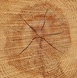 Photo: Pine Tree Rings Pine Tree Rings