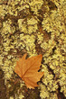 Dry leaf in the lichens