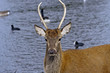 Deer In Water
