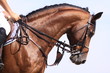 portrait turnierpferd