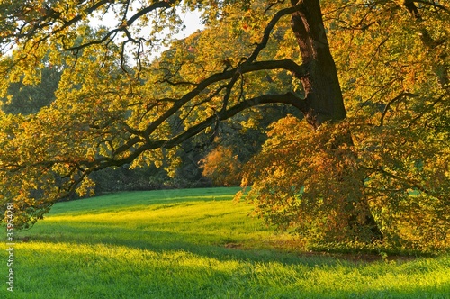 Photo: Baumbestand, alte Eiche, Herbst Baumbestand, alte Eiche, Herbst