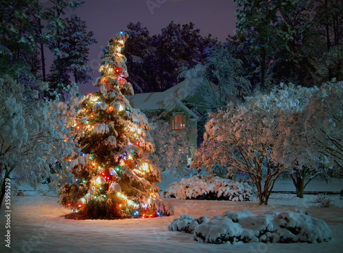 Photo: Christmas tree Christmas tree
