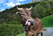 Allgäu Kuh und Zunge