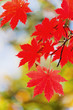 coquettish sudden onset of autumn
