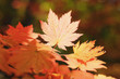 leaves
