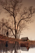 lone man in a tree
