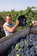 agriculture