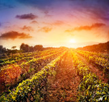 Vineyard landscape - Fine Art prints