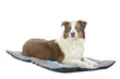 berger australien couché sur son tapis