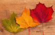 Three maple leaves