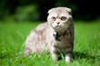 Cute little cat on the nature Cute little cat on the nature