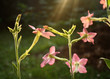 Flowers in sun Flowers in sun