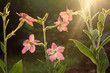 Sunny flowers Sunny flowers
