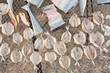 Salted and dried fish