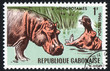 Hippopotami
