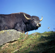 Yak_113061