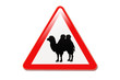 Panneau attention chameaux